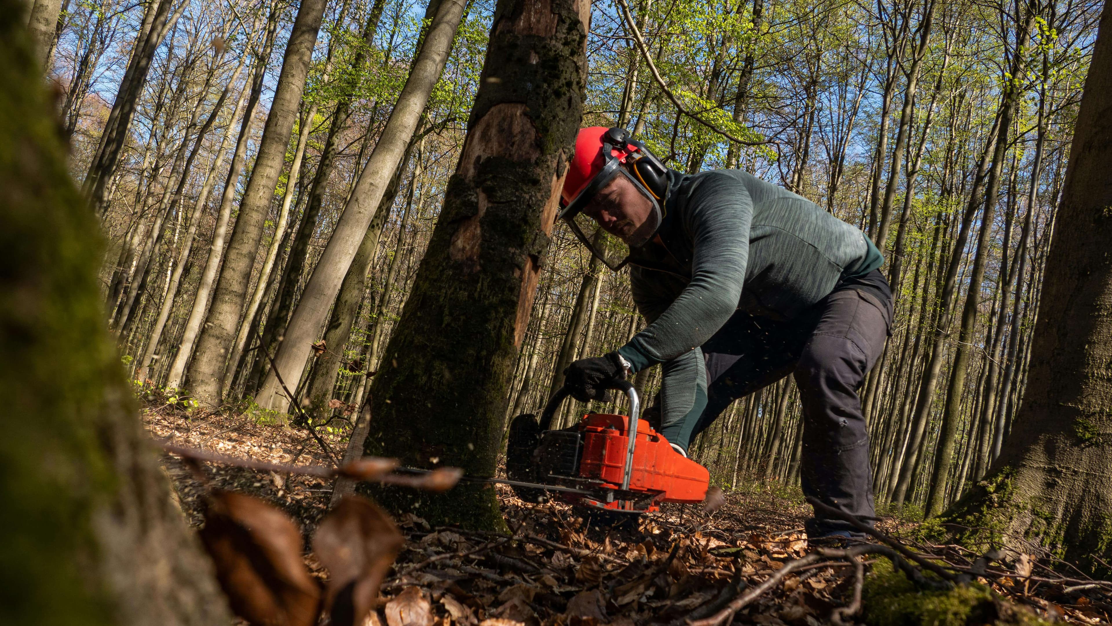 Man in forest cutting tree and wood with chain saw