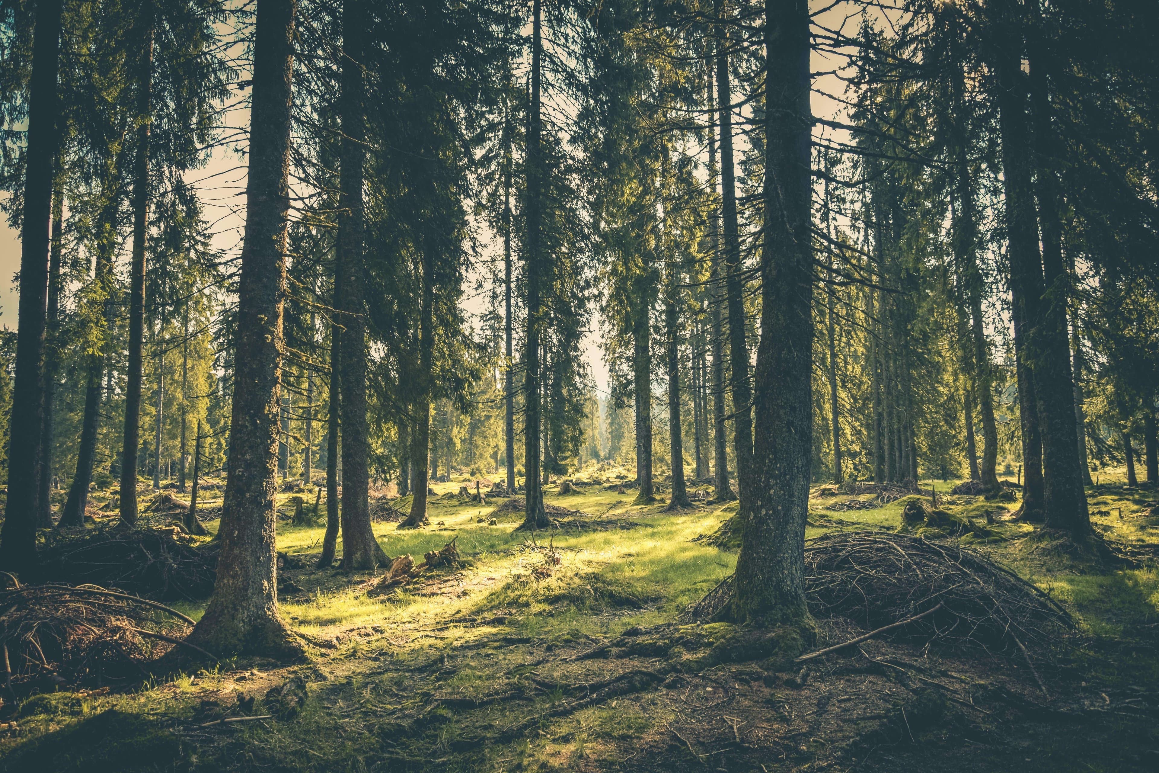 Man in forest cutting tree and wood with chain saw
