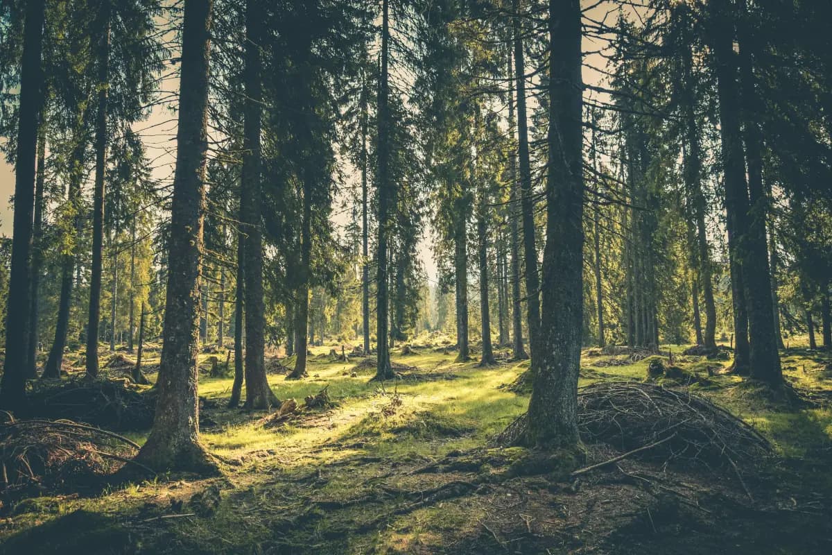 Expert tree trimming and pruning services in Montgomery County Pennsylvania