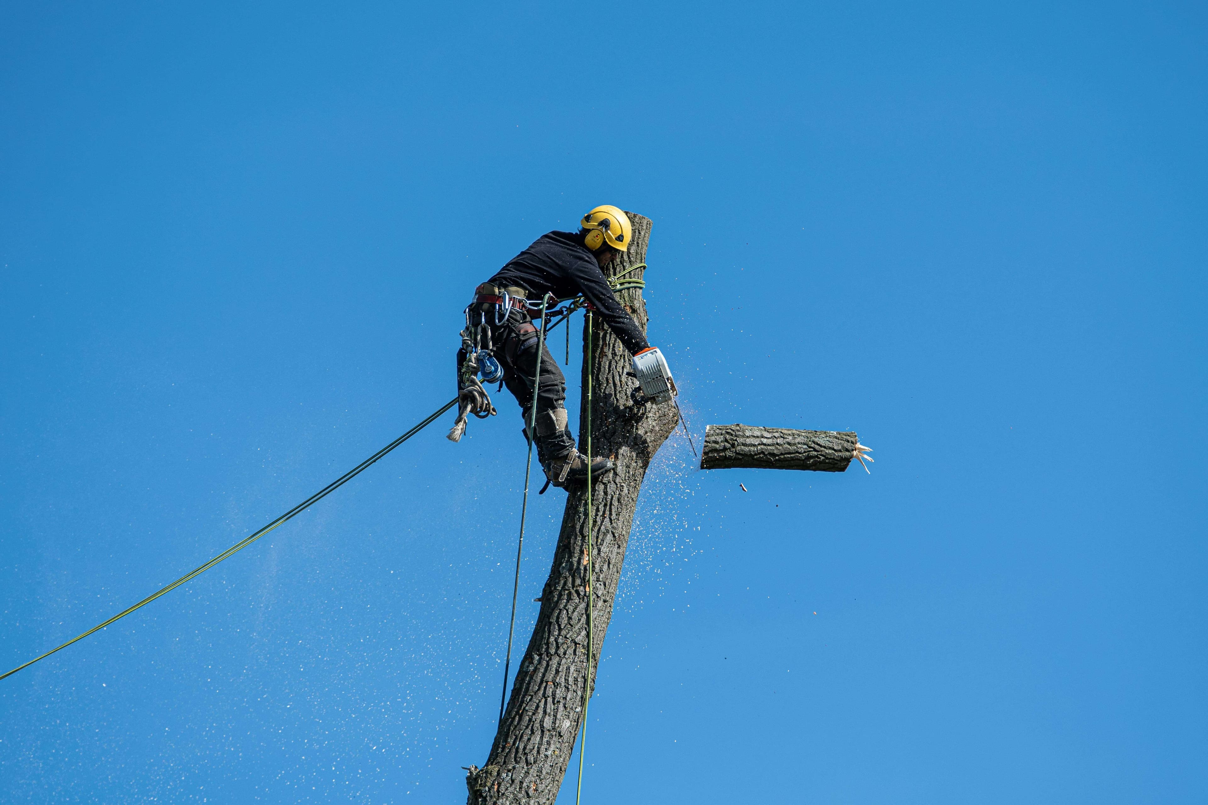 Man in forest cutting tree and wood with chain saw