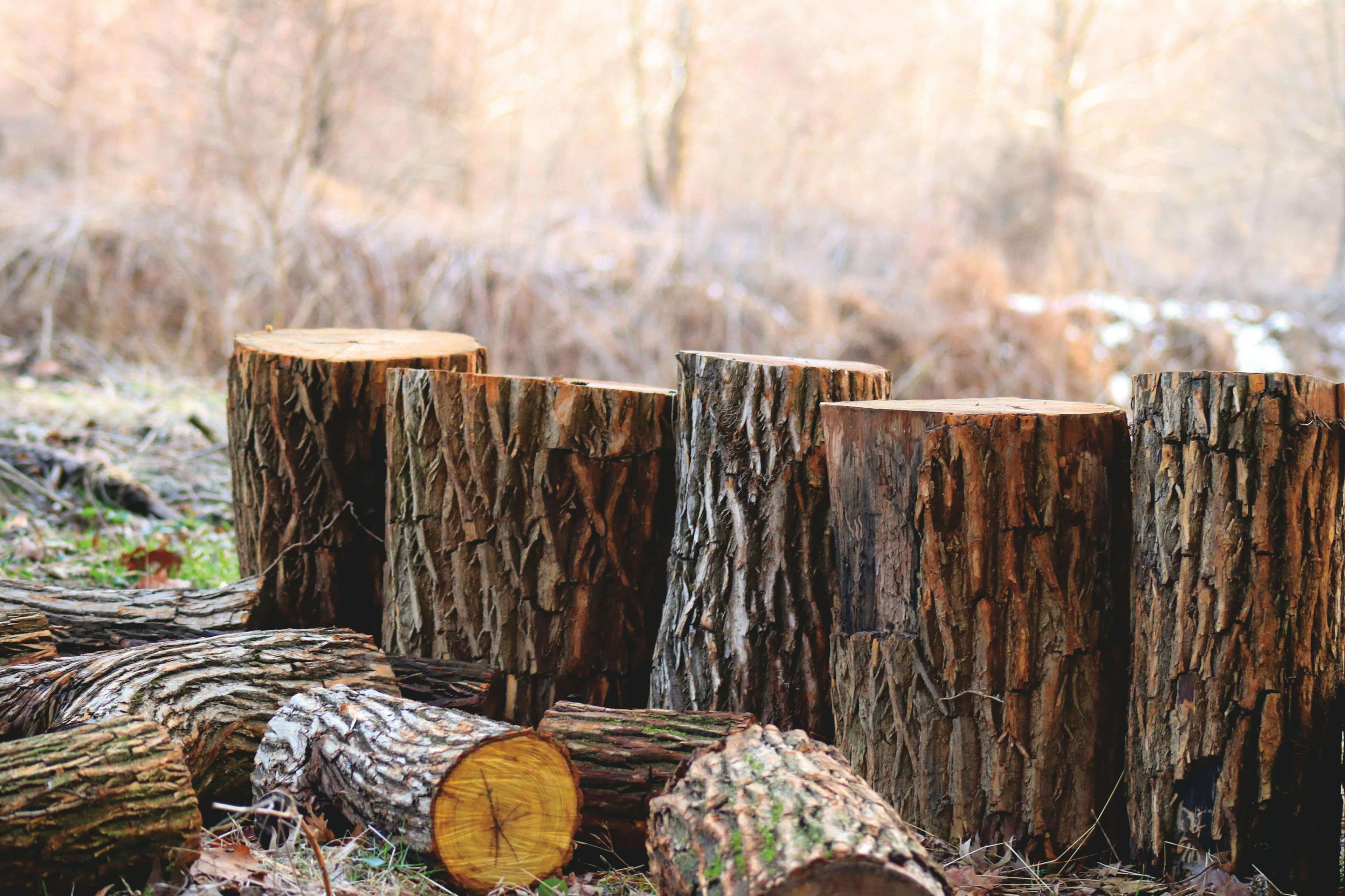 Man in forest cutting tree and wood with chain saw