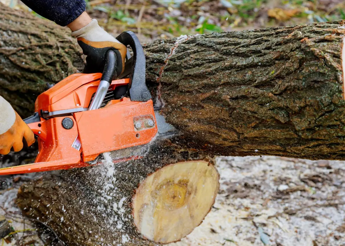 Tree pruning and trimming services in Bucks County and Montgomery County Pennsylvania